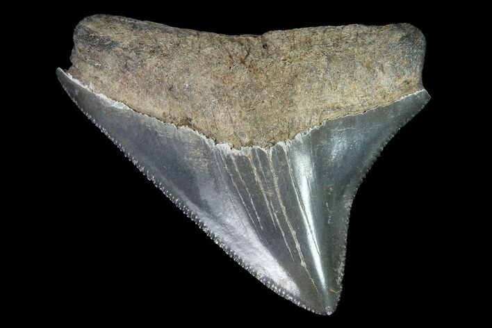 Serrated, Juvenile Megalodon Tooth - Georgia #90810